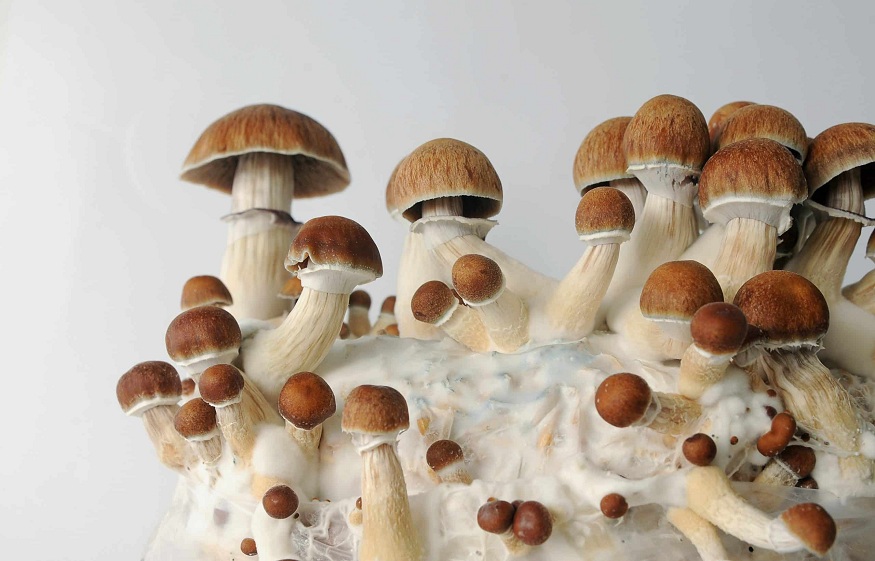 Magic Mushroom Retreats