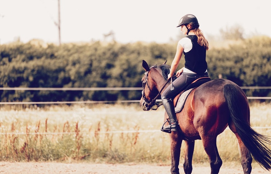 Various Pros of cons of Cannabis For Horses